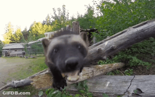 Wolverine Standing On Tree Trunk Mouth Open GIF