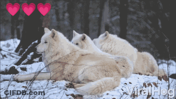 Wolves Laying In Snow With Hearts GIF