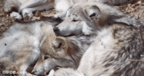 Wolves Lying On Ground GIF