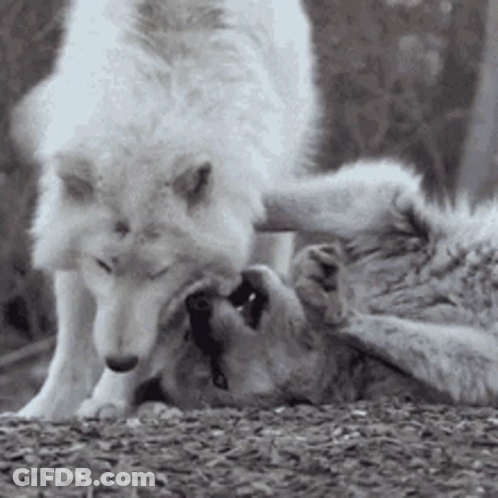 Wolves Playing On Ground GIF