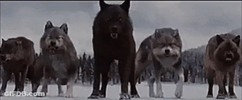 Wolves Running In Snow Forest GIF