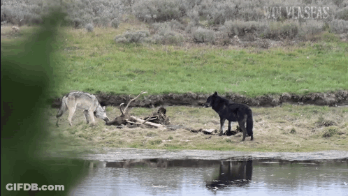Wolves Standing Next To Water GIF