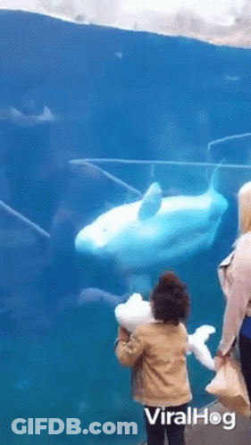 Woman And Child Watching Seal In Aquarium GIF