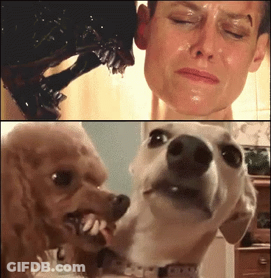 Woman And Dog Looking At Each Other GIF