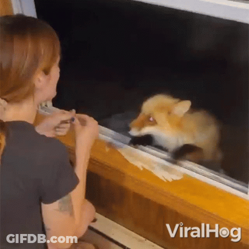 Woman And Fox Looking Out Window GIF