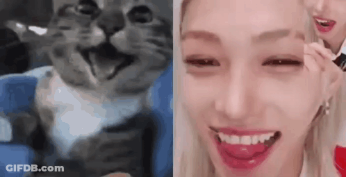 Woman Applying Makeup To Cat GIF
