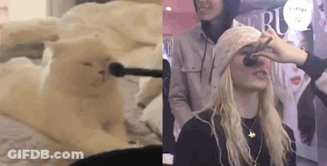 Woman Applying Makeup To Cat's Face GIF