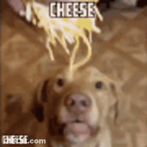 Woman Blue Shirt Cheese Is Favorite Food GIF