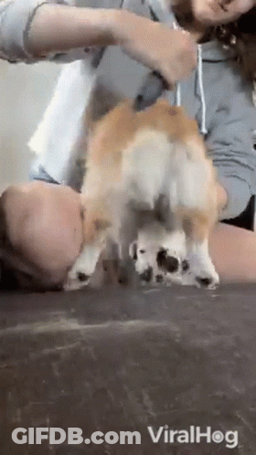 Woman Brushing Dog Fur With Comb GIF