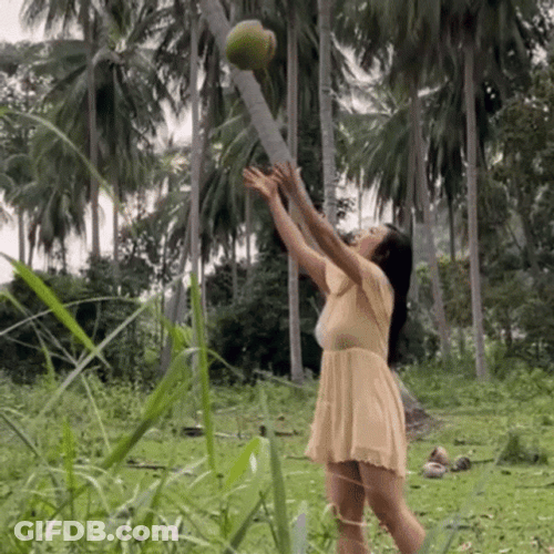 Woman Catch Coconut Tree GIF