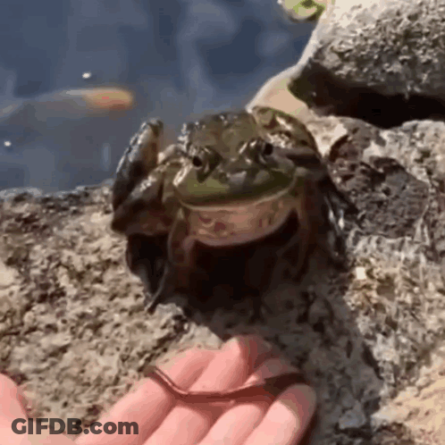 Woman Clapping Hands Saying You GIF
