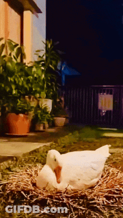 Woman Dancing In Front Of Whoop Dee Doo Door GIF