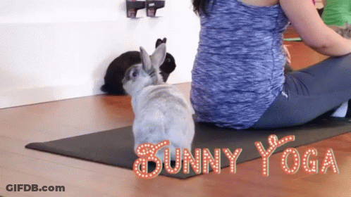 Woman Doing Bunny Yoga With Two Rabbits GIF