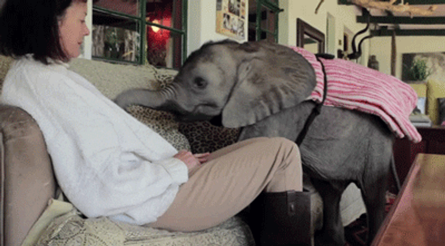 Woman Elephant Pet GIF