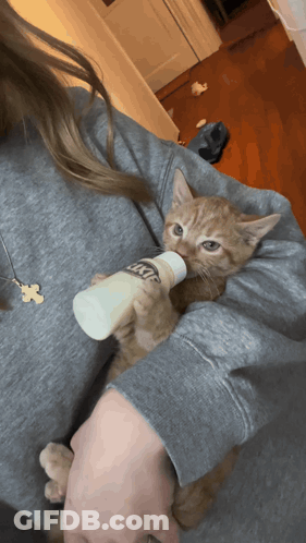 Woman Feeding Kitten Lactose Bottle GIF
