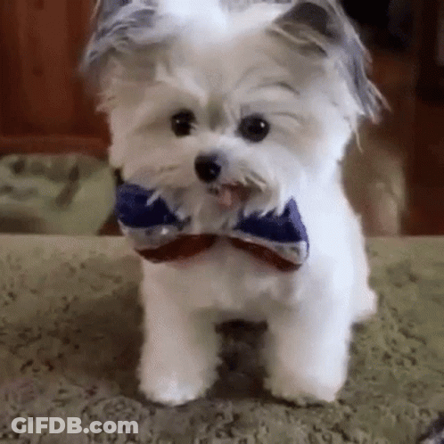 Woman Fixing Man's Bow Tie At Party GIF