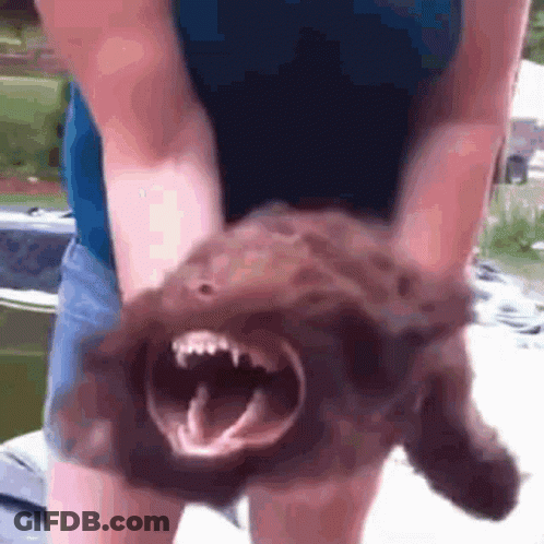 Woman Holding Bear With Open Mouth GIF