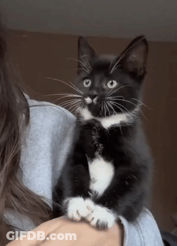 Woman Holding Black And White Cat GIF