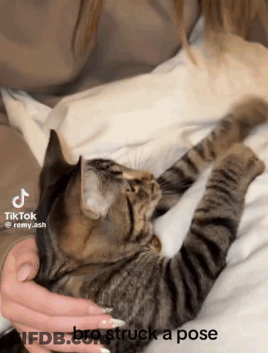 Woman Holding Cat Bro Struck A Pose GIF