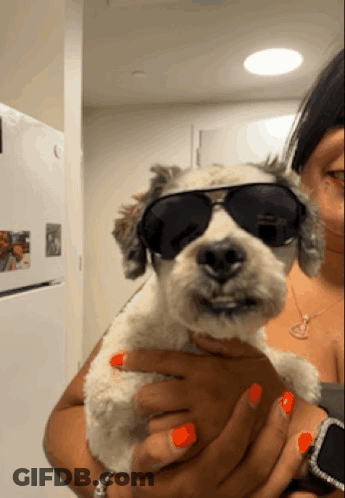 Woman Holding Dog In Sunglasses GIF