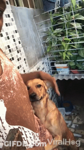 Woman Holding Dog Viralhog GIF