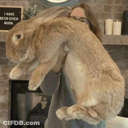 Woman Holding Large Brown Rabbit GIF