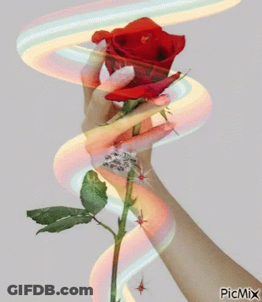 Woman Holding Red Rose With Rainbow Swirl GIF