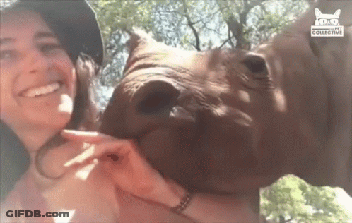 Woman Holding Rhino With Glasses And Hat GIF