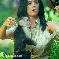 Woman Holding Small Black And White Monkey GIF