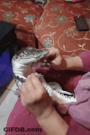 Woman Holding Small Lizard In Lap GIF