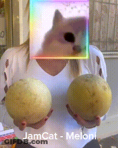 Woman Holding Two Melons In Front Of Dog Saying Jamcat - Meloni GIF