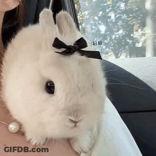 Woman Holding White Rabbit With Black Bow GIF