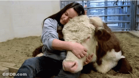Woman Hugging Brown And White Cow GIF