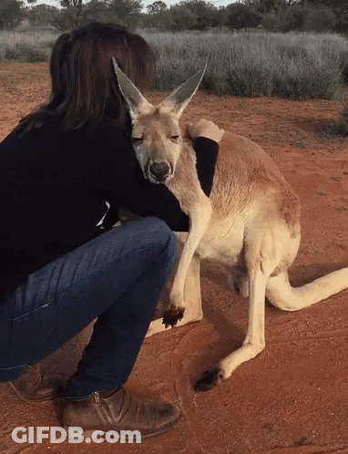Woman Hugging Kangaroo GIF