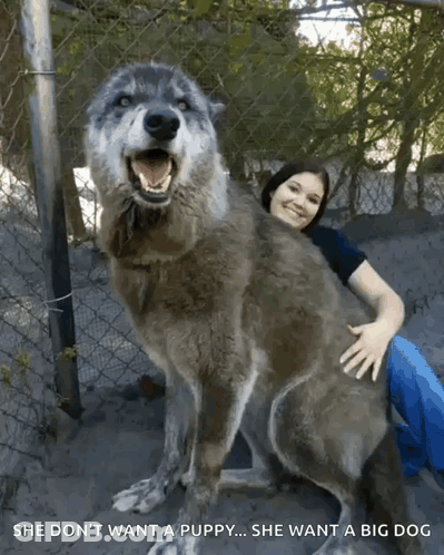Woman Hugging Large Wolf She Don't Want A Puppy GIF