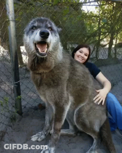 Woman Hugging Very Large Dog GIF