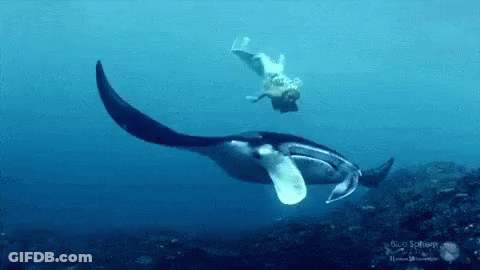 Woman In Bikini Swimming Next To Shark Viralhog GIF
