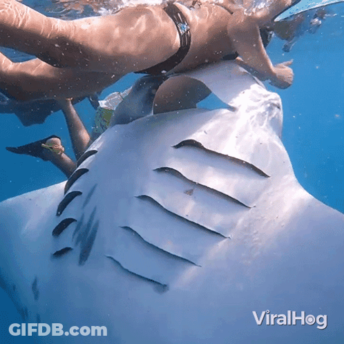 Woman In Bikini Swimming Next To Shark Viralhog GIF