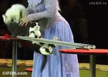 Woman In Blue Dress Holding Two Cats GIF