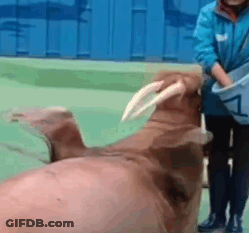 Woman In Blue Jacket Feeding Walrus GIF