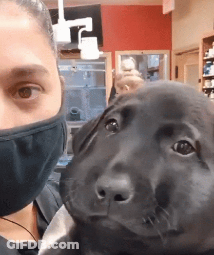 Woman In Face Mask Holding Black Dog GIF