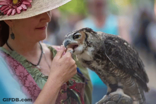 Woman In Hat Holding Owl GIF