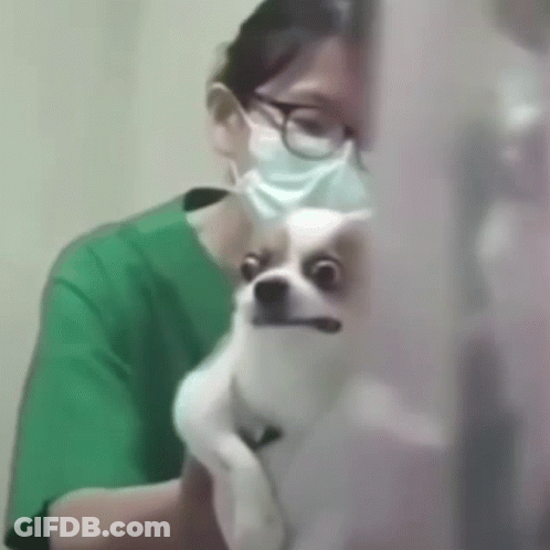 Woman In Mask Holding Small Dog GIF
