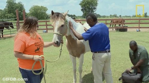 Woman In Orange Southern Ranch Shirt GIF