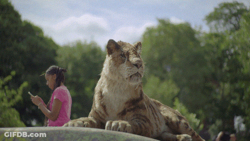 Woman In Pink Shirt Looking At Phone While Lion Lays On Rock GIF