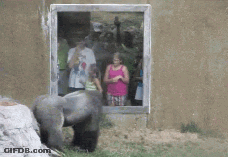 Woman In Pink Tank Top Beside Gorilla GIF