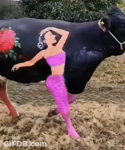 Woman In Pink Top Next To Black Cow GIF