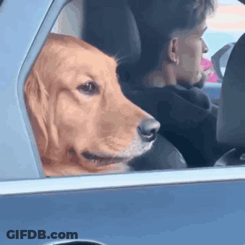 Woman In Plaid Shirt Sitting In Back Seat Of Car GIF