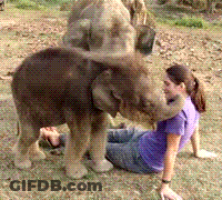 Woman In Purple Shirt Sitting With Elephant Behind GIF