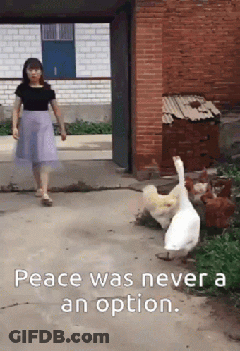 Woman In Purple Skirt Past Ducks And Chickens Peace Was Never An Option GIF